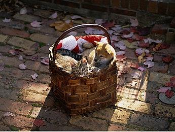 《女神异闻录4：无敌究极后桥背摔》更新 加入回滚网络代码