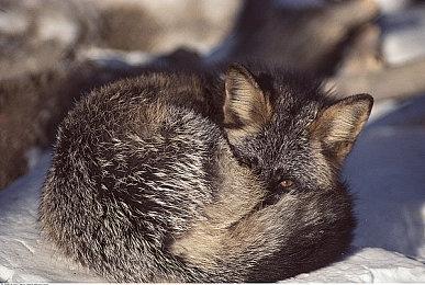 《幻想生活i》媒体评分解禁 ign9分称最佳休闲游戏！